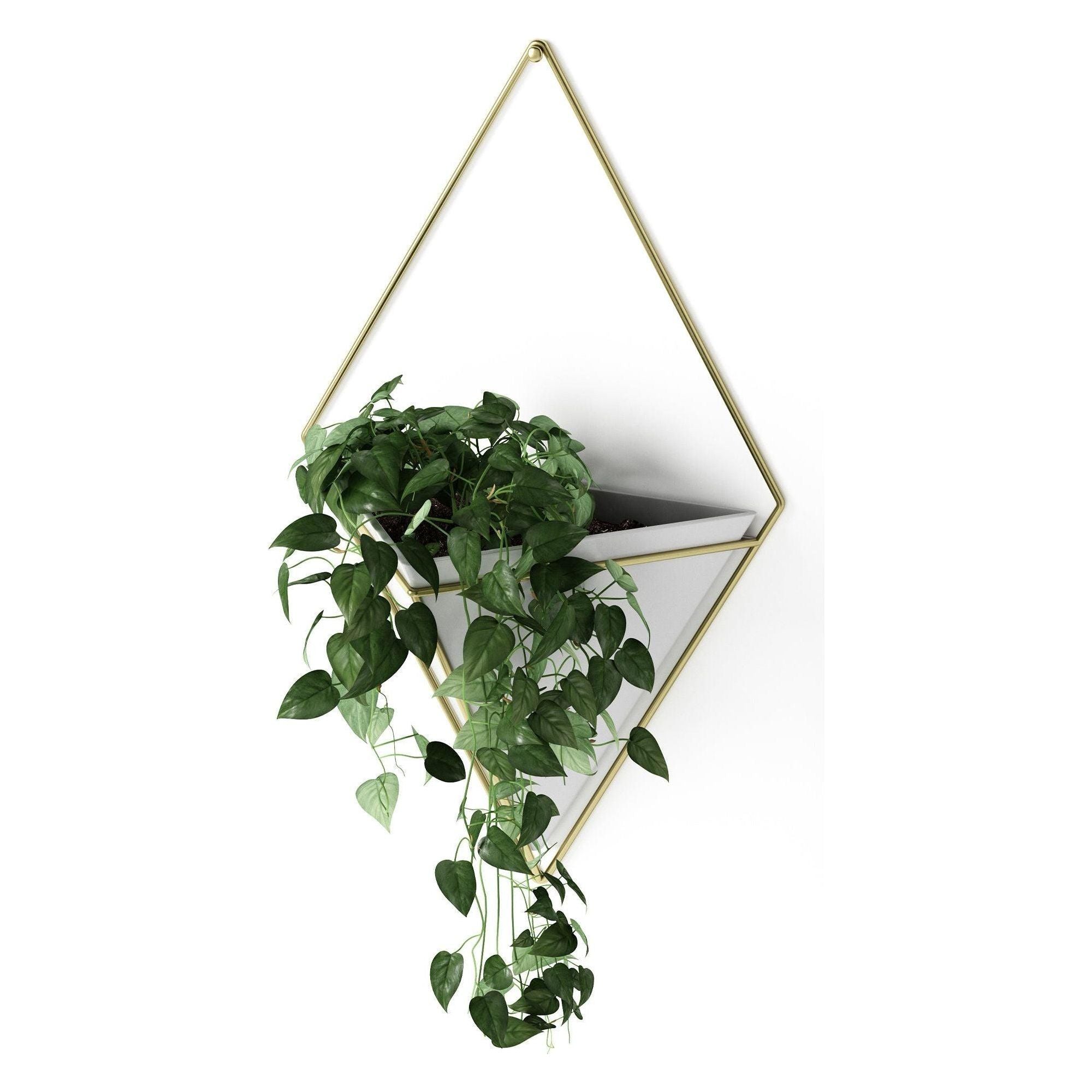 Umbra - Trigg Wall Display - Lights Canada