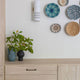 Dash 1-Light Sconce