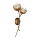 Protea 2-Light Wall Sconce