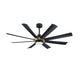 AC40560-BLK/OCB