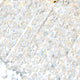 5535P24C-R