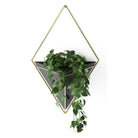 Umbra - Trigg Wall Display - Lights Canada